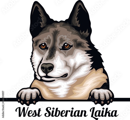 West Siberian laika - Color Peeking Dogs - breed face head isolated on white
