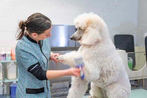 Young woman groomer combing a giant white poodles hair making eye contact
