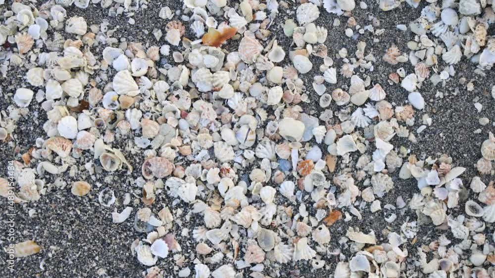 Beautiful Seashells on a sandy beach in Florida on the ocean Beautiful Seashells on a sandy beach in Florida on the ocean