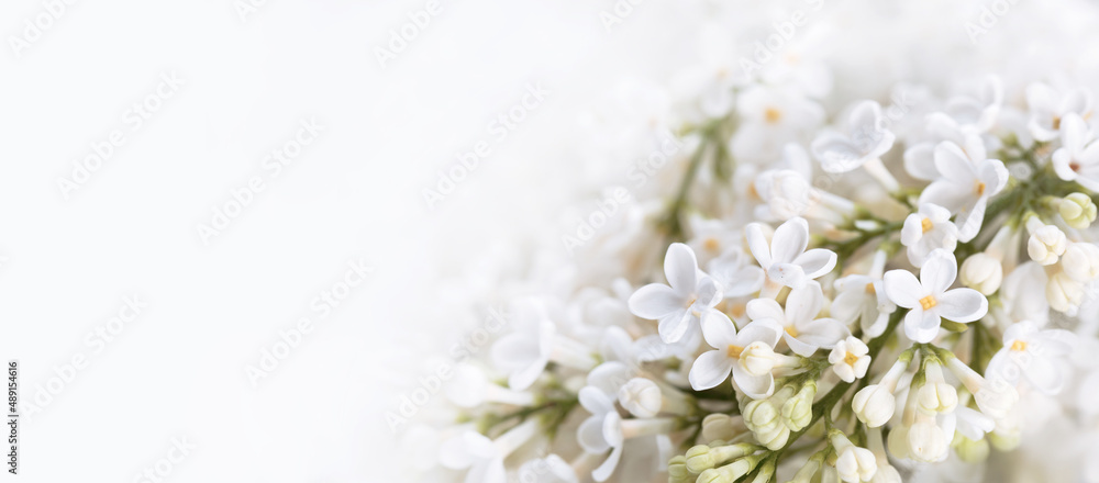 białe kwiaty bzu - obrazy, fototapety, plakaty 