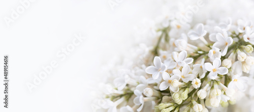 białe kwiaty bzu