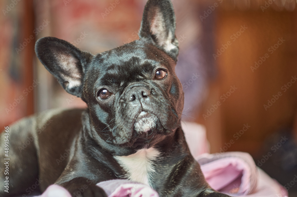 Close-up view of adorable black french bulldog lying on bed with brown background