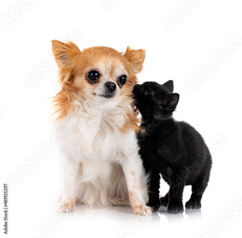 kitten and chihuahua in studio