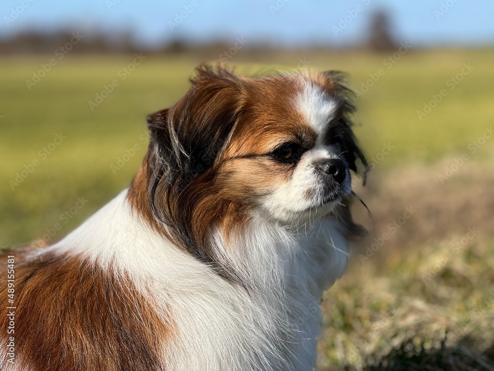 Kleiner Hund im Seitenprofil bei Wind. Die Haare wehen im Wind und sie blickt auf die Wiese.