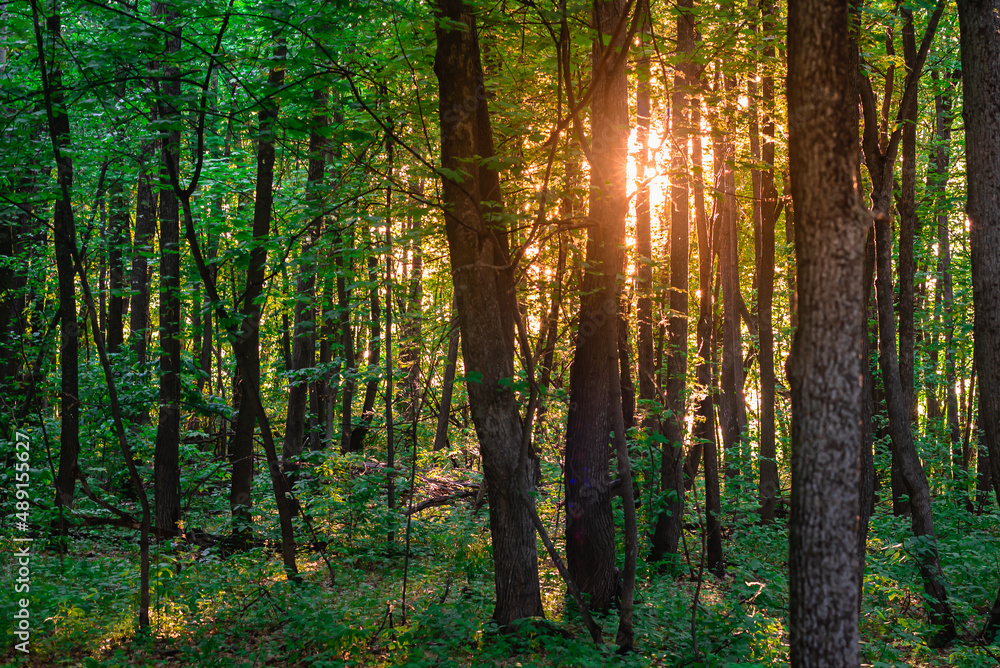 Obraz premium The evening sun breaks through the tree trunks in the forest.