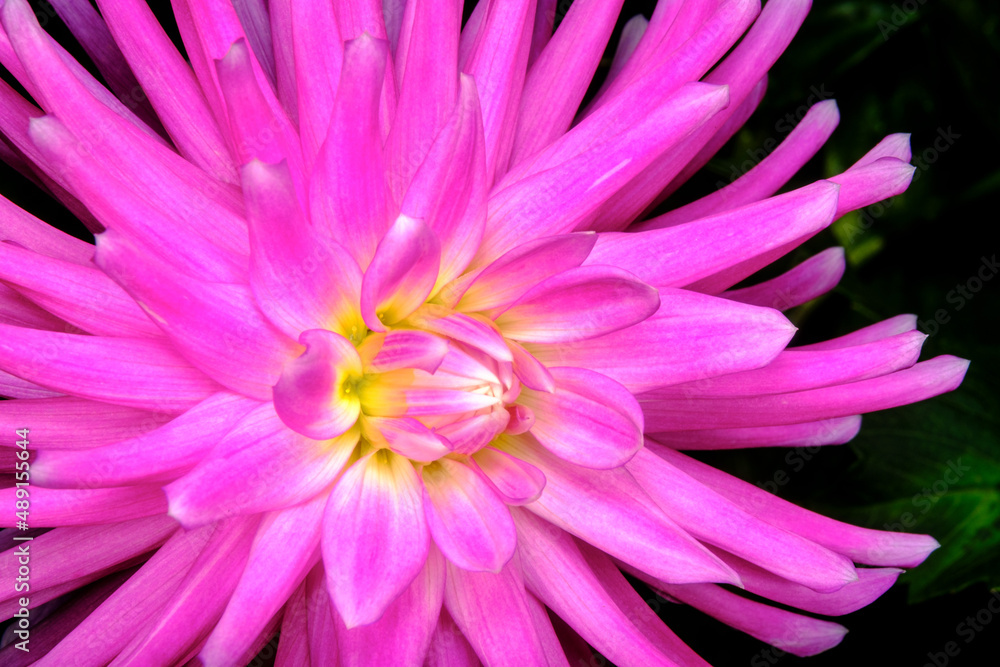 Obraz premium Flower 4