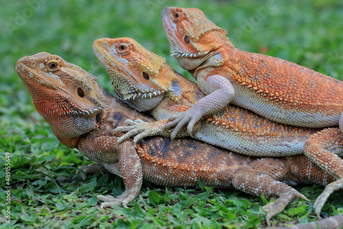 Three bearded daragons are sunbathing before starting daily activities.