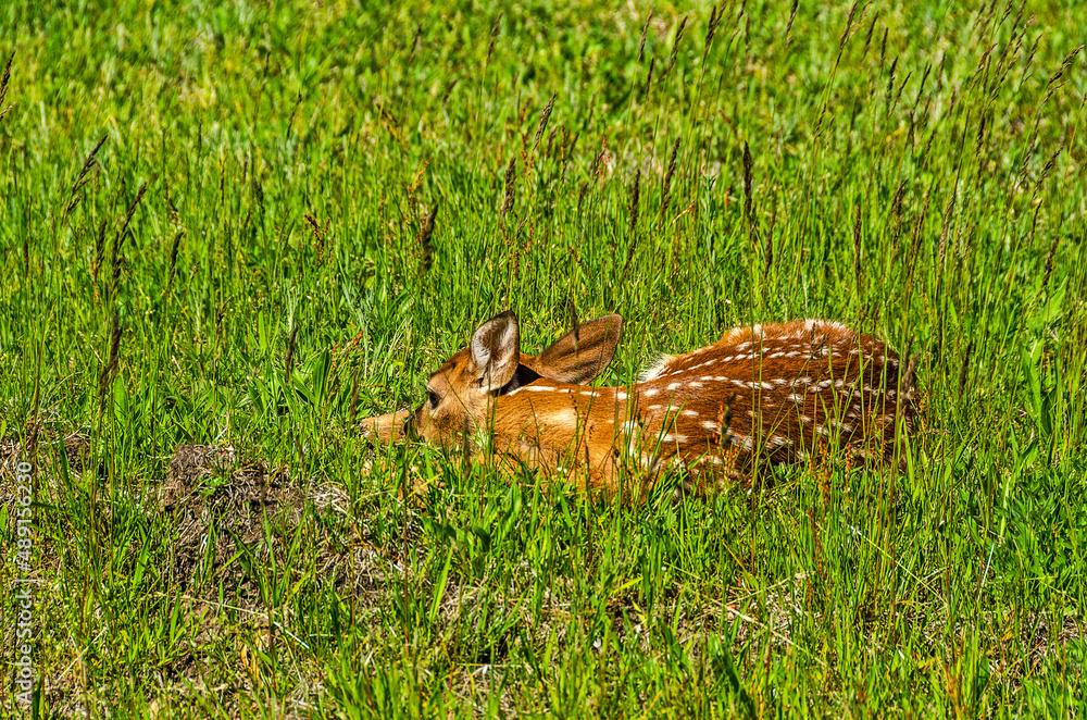 Baby White-tailed Deer Trying to be Invisible 14045 Baby White-tailed Deer Trying to be Invisible 14045