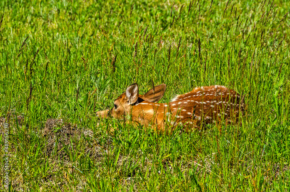 Baby White-tailed Deer Trying to be Invisible 14045