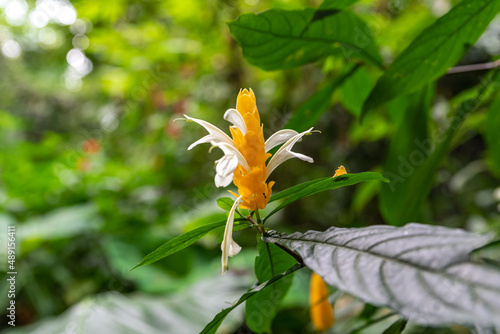 View and landscape of Mindanao Region, The Philippines, Lanuza area and Cortez.