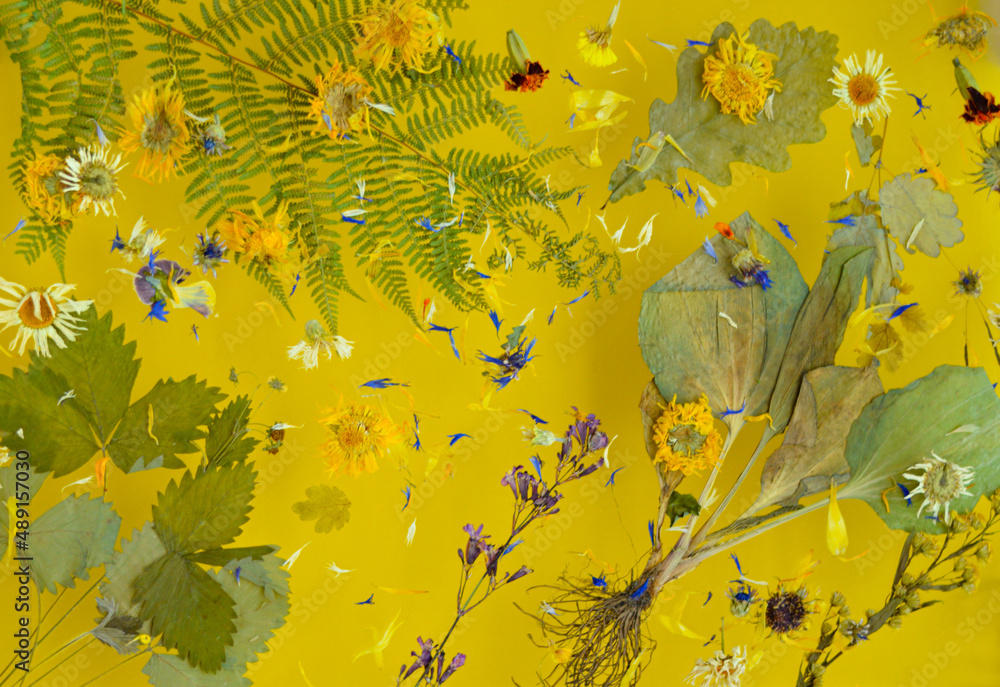 Dried plantain and flowers laid out on a yellow background, levitation. The concept of traditional medicine, phytotherapy, medicinal herbs, for preparation of tea. Eco-friendly. Flat lay. Dried plantain and flowers laid out on a yellow background, levitation. The concept of traditional medicine, phytotherapy, medicinal herbs, for preparation of tea. Eco-friendly. Flat lay.