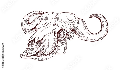 Bulls skull. Buffalo head skeleton with horns and teeth. Old anatomy drawing of ox bone in vintage style. Dead animal, trophy. Contoured hand-drawn vector illustration isolated on white background