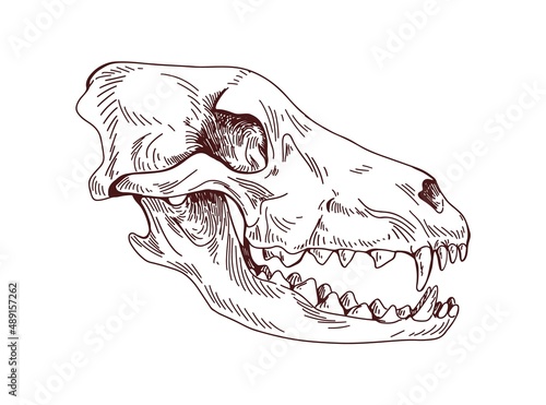 Wolf head skull. Dogs skeleton profile. Detailed anatomy drawing of hounds face bone with teeth, fangs. Outlined sketch of dead canine animal. Drawn vector illustration isolated on white background