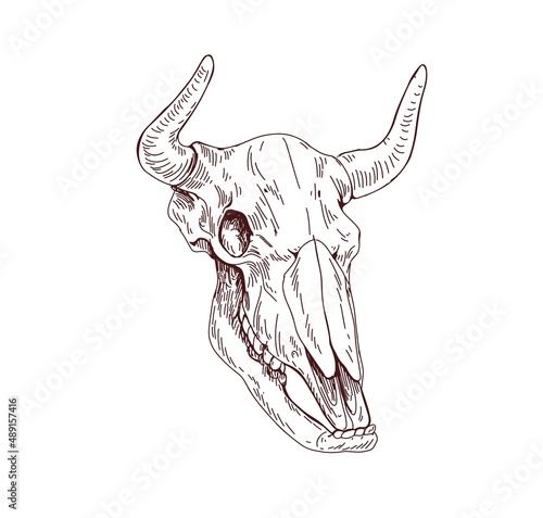 Cows skull. Dead animals head bone with horns. Vintage anatomy drawing of eng...