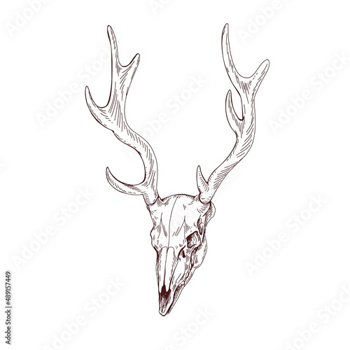 Deer skull with horns. Dead animals head bone with antlers. Vintage anatomy d...