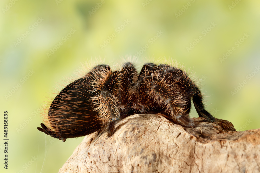 Close-up female of spider tarantula  (Brachypelma albopilosum) sits on the snag on green leaves background. The head is not visible behind the legs