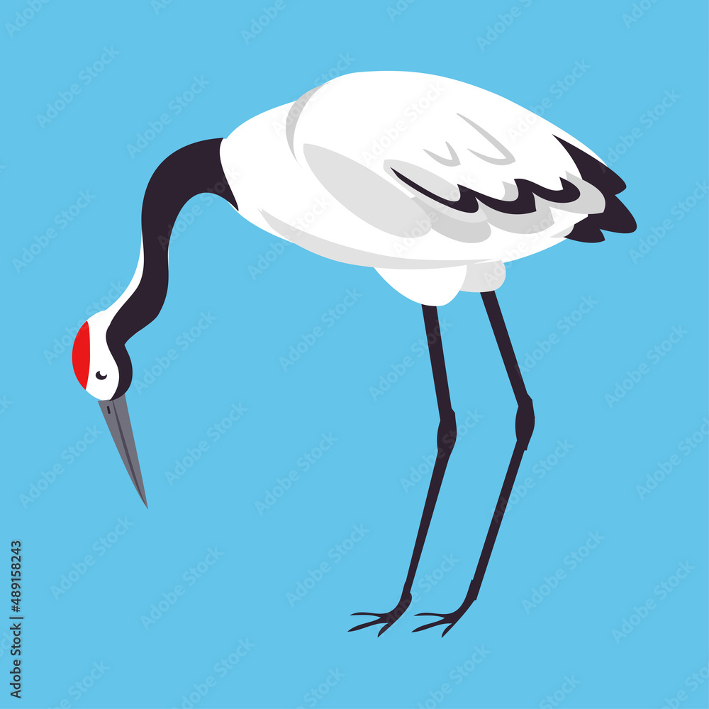 Fototapeta premium Red Crowned Crane as Long-legged and Long-necked Bird Standing on Blue Background Vector Illustration