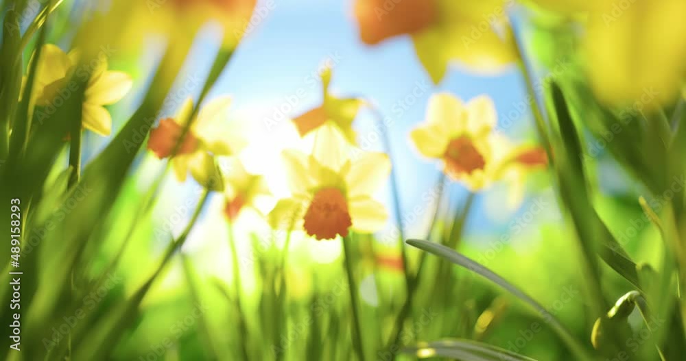 Flowers of daffodils narcissus in morning, spring