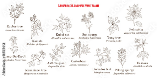 The Euphorbiaceae, or spurge plant family collection