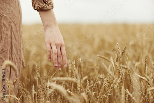 female hand the farmer concerned the ripening of wheat ears in early summer endless field