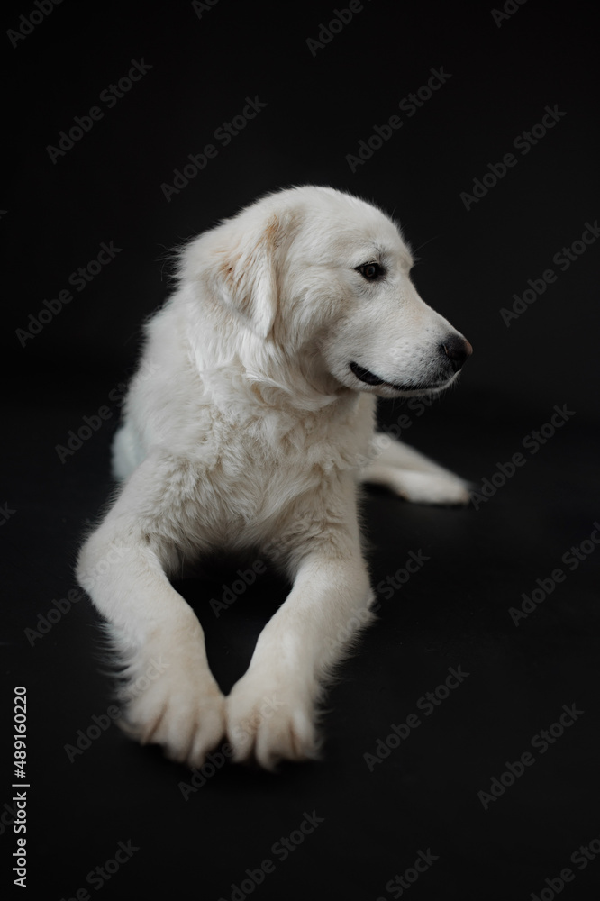 A large white dog sits on a black background. Cheerful dog in the background. Background with a dog A large white dog sits on a black background. Cheerful dog in the background. Background with a dog