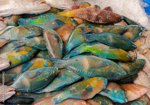 Photography Colorful fresh parrot fish in the market, Red Sea fish