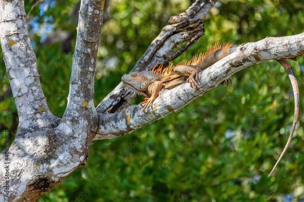 Green iguana (Iguana iguana) resting on tree in tropical rainforest, River Rio Tenorio, Costa Rica wildlife