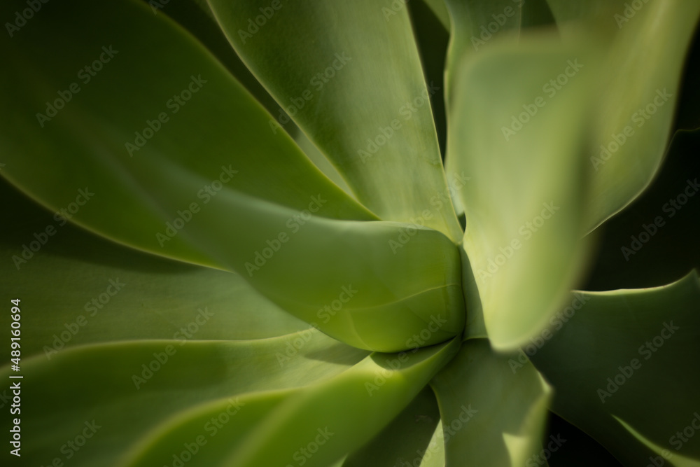 Agave cactus. Cactus backdround, cacti design or cactaceae pattern.