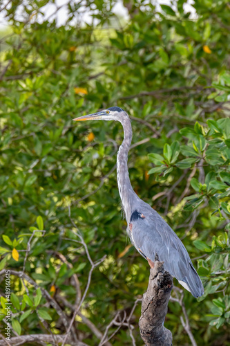 Great blue heron (Ardea herodias), River Rio Tenorio, Wildlife and birdwatching in Costa Rica. photo