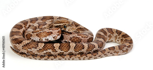 Prärie-Kornnatter // Great Plains rat snake (Pantherophis emoryi)