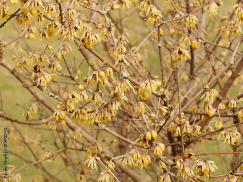 Chimonanthus praecox  | Chimonanthe précoce 'Grandiflorus'. Buisson à floraison hivernale sur branches nues de grandes fleurs pendantes jaunes tachées de brun-pourpre  photo