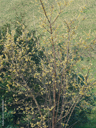 Chimonanthus praecox  | Chimonanthe précoce 'Grandiflorus'. Buisson à floraison hivernale sur branches nues de grandes fleurs pendantes jaunes tachées de brun-pourpre  photo