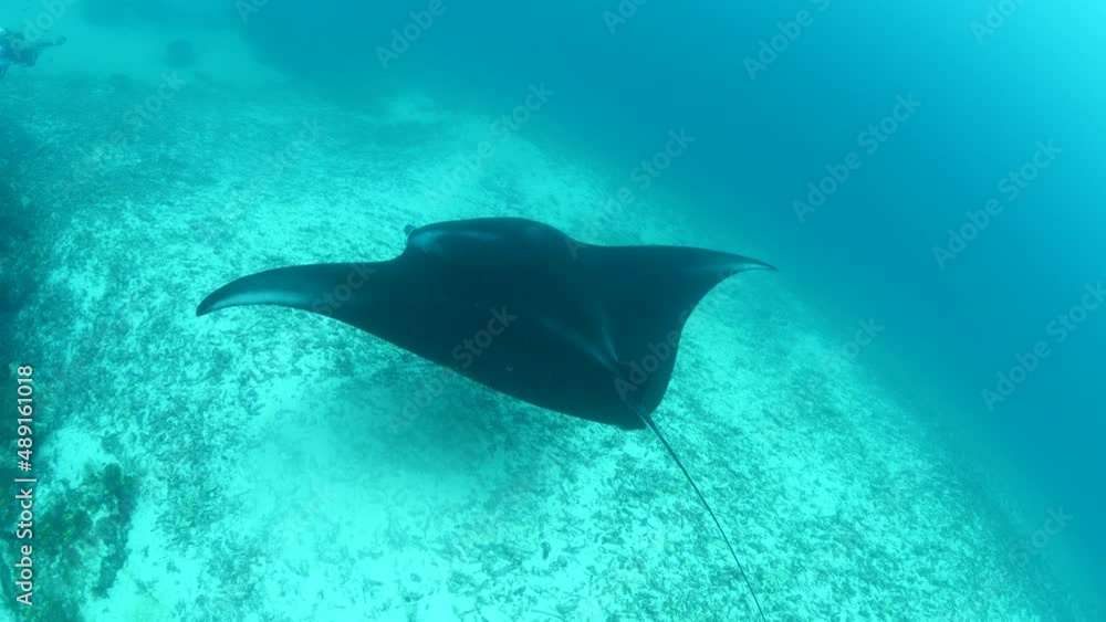 manta ray swim elegant underwater around corals ocean scenery scuba divers to see