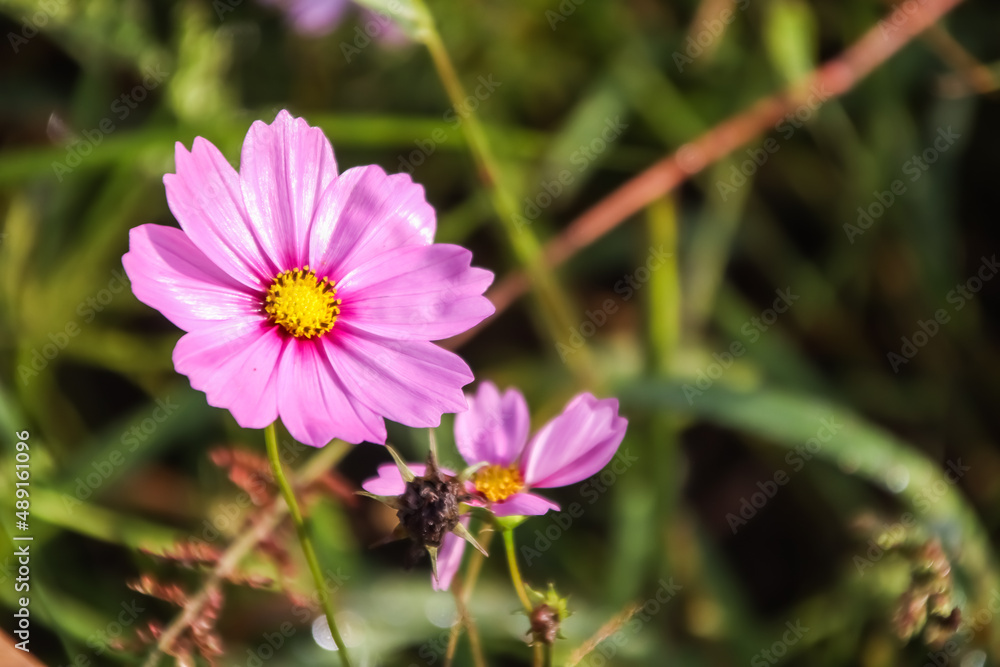 Close up pink Cosmos flower blooming in the field. Close up pink Cosmos flower blooming in the field.