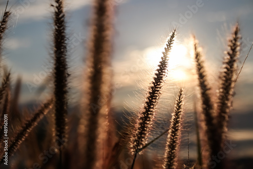 Beautiful landscape of golden grass flower with sunrise natural background.