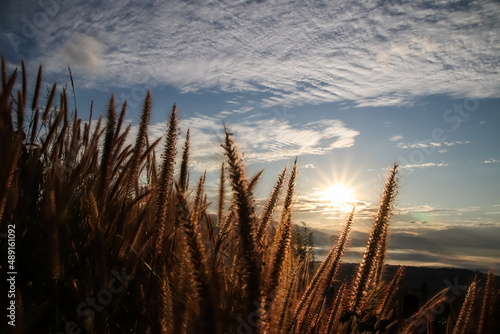 Beautiful landscape of golden grass flower with sunrise natural background.