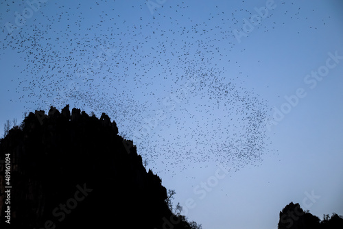 A lot of bats flying out of their cave in the evening for forage on beautiful sky.