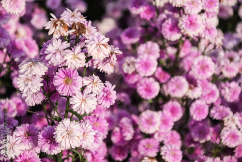 Pink flower blooming in the field.