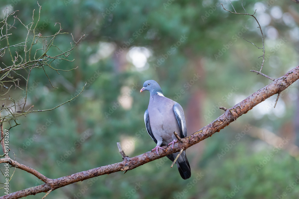 A pigeon (Columba palumbus) is sitting on a branch in coniferous forest. Soft focus and blurred bokeh green background. Copy space and place for text. Bird photography taken in Sweden in February. A pigeon (Columba palumbus) is sitting on a branch in coniferous forest. Soft focus and blurred bokeh green background. Copy space and place for text. Bird photography taken in Sweden in February.