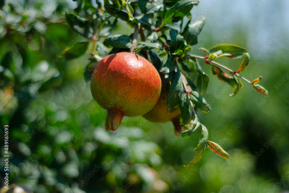 Ripe pomegranate fruit hanging on a tree branch in the garden. Sunset light. soft selective focus Ripe pomegranate fruit hanging on a tree branch in the garden. Sunset light. soft selective focus