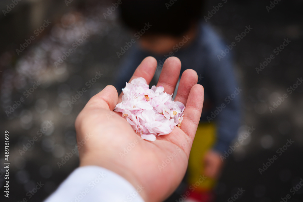 桜の花びら 桜の花びら