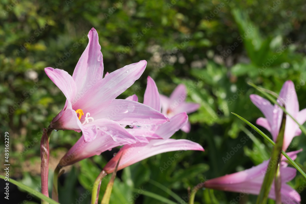 A cluster of pink Belladonna Lily flowers blooms in the garden with green leaves background.