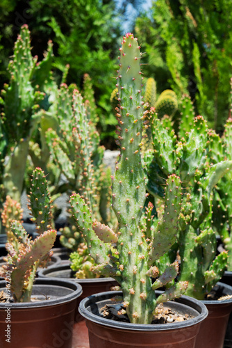 varieties of cactus in pots for sale for home decoration in greenhouse. Selective Focus