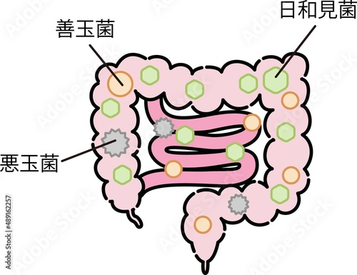 腸内環境のイラスト