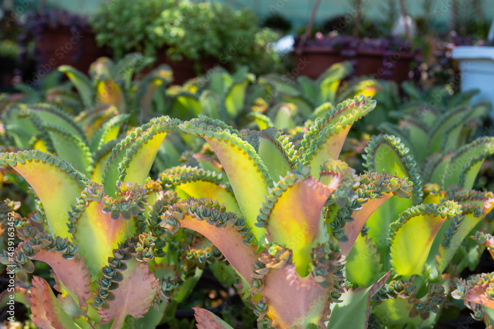 Kalanchoe daigremontiana, formerly known as Bryophyllum daigremontianum and  commonly called mother of thousands, alligator plant, or Mexican hat is a succulent  plant native to Madagascar. Stock-Foto | Adobe Stock