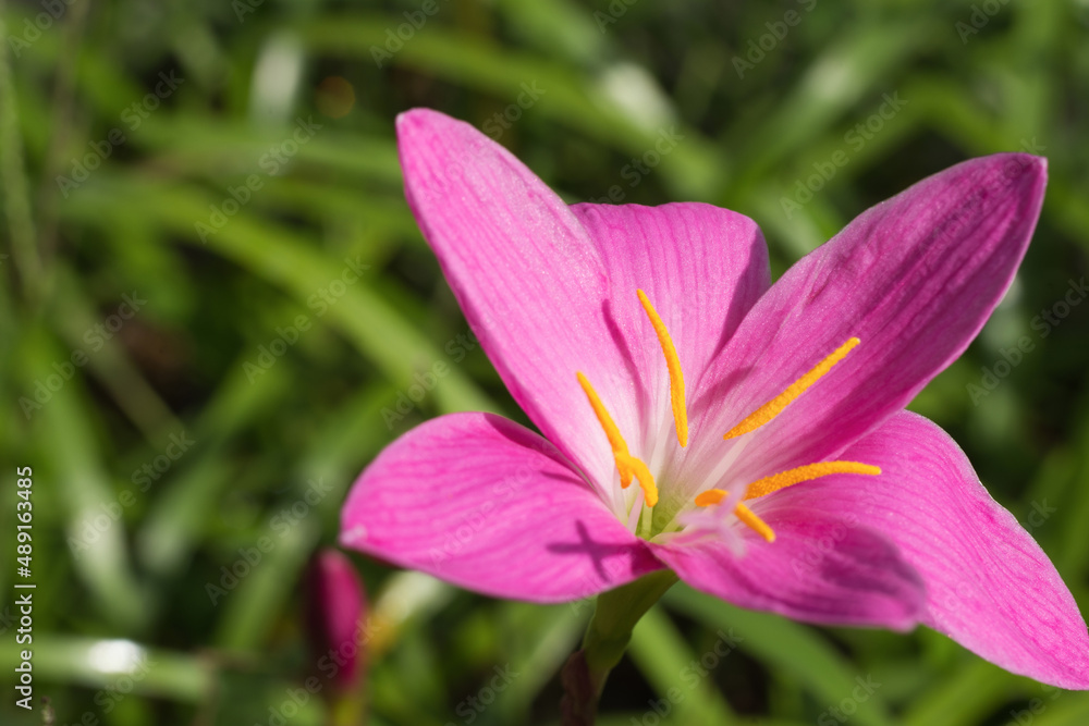 Close-up of red Belladonna Lily with green foliage grows in the garden. Close-up of red Belladonna Lily with green foliage grows in the garden.