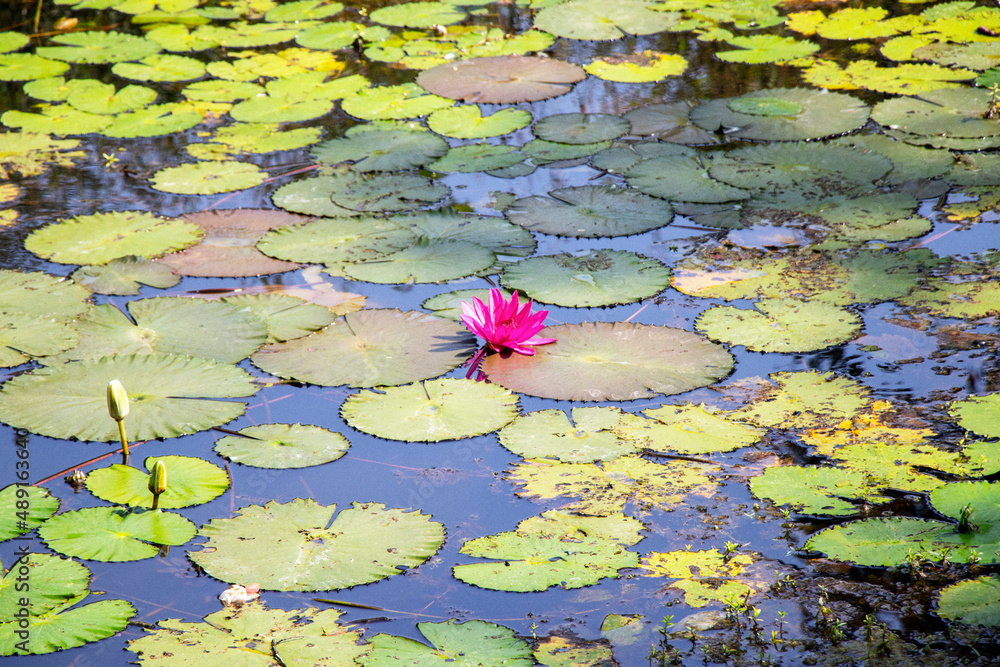 lotus lotus
