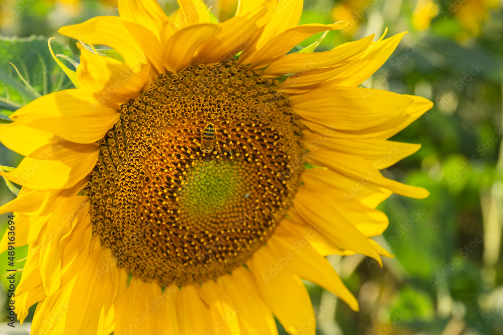 Sun Flower at sunny day. Antalya Turkey. Selective Focus. Sun Flower at sunny day. Antalya Turkey. Selective Focus.