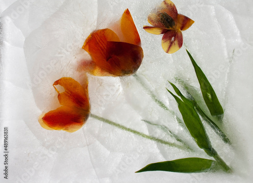 Photos frozen flowers, flowers in ice, frozen rose, frozen in ice, frozen flora, garden