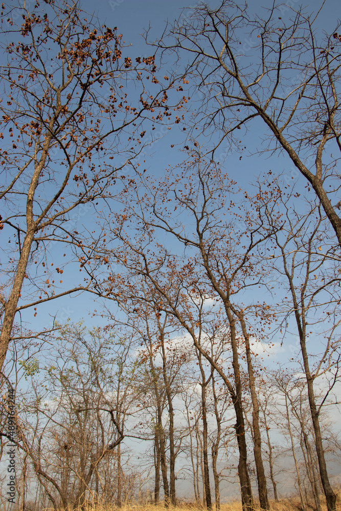 sky from tress sky from tress